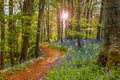 Bluebell Planting