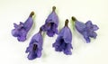 bluebell purple violet jacaranda flowers close up isolated on white. Royalty Free Stock Photo