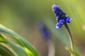 Muskari`s flower in the nature. Close up, macro. The background is indistinct