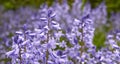 Bluebell scilla siberica flowers, a species of geraniums growing in a field or botanical garden. Plants with vibrant