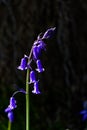 Bluebell in Spring Royalty Free Stock Photo