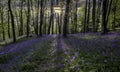 Bluebell sunset Royalty Free Stock Photo