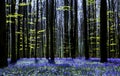 Bluebell symphony Royalty Free Stock Photo