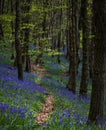 Bluebell trail at Margam woods Royalty Free Stock Photo