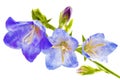 Bluebell on the white background. Close-Up Royalty Free Stock Photo