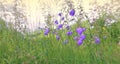 Bluebell wild flowers blooming in alpine meadow Royalty Free Stock Photo