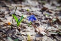 Bluebell wildflower on the forest Royalty Free Stock Photo