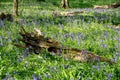 Bluebell wildflower in woodland countryside