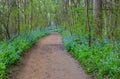 Bluebell Wildflowers Riverbend State Park Virginia Royalty Free Stock Photo