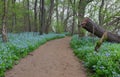 Bluebell Wildflowers Riverbend State Park Virginia