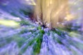 Bluebell Wood - Abstract Zooming Background