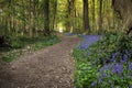 Bluebell wood, ancient woodland with carpets of english blue bells