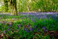 Bluebell wood, ancient woodland with carpets of english blue bells Royalty Free Stock Photo