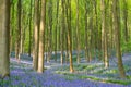 Bluebell wood Royalty Free Stock Photo