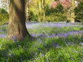 Bluebell Wood Royalty Free Stock Photo