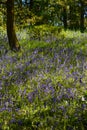 Bluebell wood