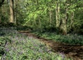 Bluebell Wood In Hertfordshire