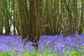 Bluebell wood Hyacinthoides non-scripta woodland floor landscape Royalty Free Stock Photo