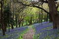 Bluebell wood path Royalty Free Stock Photo