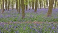 Bluebell Wood in springtime Royalty Free Stock Photo