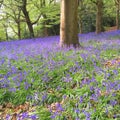 Bluebell Wood in Springtime Royalty Free Stock Photo