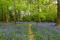 A Bluebell Wood in Sussex on a Spring Morning Royalty Free Stock Photo