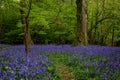 A Bluebell Wood in Sussex on a Spring Morning Royalty Free Stock Photo