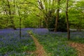 A Bluebell Wood in Sussex on a Spring Morning Royalty Free Stock Photo