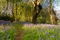 Bluebell Wood trail Royalty Free Stock Photo