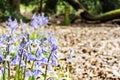 Bluebell Wood - Wirral Country Park Royalty Free Stock Photo