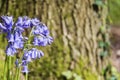 Bluebell Wood - Wirral Country Park Royalty Free Stock Photo