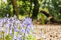 Bluebell Wood - Wirral Country Park Royalty Free Stock Photo