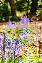 Bluebell Wood - Wirral Country Park Royalty Free Stock Photo