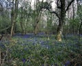 Bluebell woodland