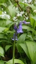 Bluebell