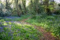 Bluebell woodland path Royalty Free Stock Photo