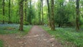 Bluebell woodland, Plym Valley , Dartmoor , Plymouth, Devon