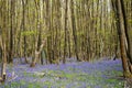 Bluebell woodland scene in Kent, England