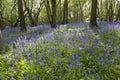 Bluebell Woodlands