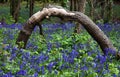 Bluebell woods Royalty Free Stock Photo