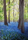 Bluebell woods Royalty Free Stock Photo