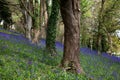 Bluebell woods in the centre of Bangor Royalty Free Stock Photo