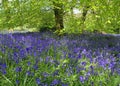 Bluebell woods in Dorset, England.