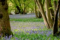 Bluebell woods in early spring Royalty Free Stock Photo