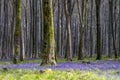 Bluebell woods during springtime in a beech wood in England. Royalty Free Stock Photo
