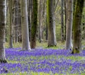 Bluebell woods during springtime in a beech wood in England. Royalty Free Stock Photo
