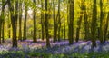 Bluebell woods - sunlight casts shadows across purple flowers