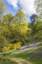 Bluebell woods in Winkworth Arboretum Royalty Free Stock Photo