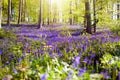 Bluebell woods. Woodland with bluebells Royalty Free Stock Photo