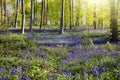 Bluebell woods. Woodland with bluebells Royalty Free Stock Photo